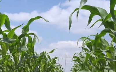 Proyectan caída de 2,6% a nivel nacional para la siembra de maíz 2022/23