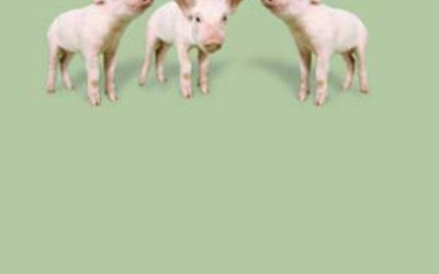 Resultados económicos de modelos productivos porcinos. Julio 2022