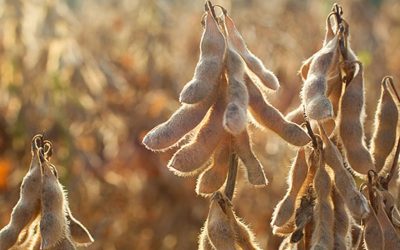 Proyectan aumento de 700.000 hectáreas en la siembra de soja.