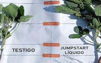 Lanzan un solubilizador de fósforo mejorado para aumentar el rendimiento de la soja.