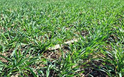 El 35% del trigo se encuentra en estado regular y malo en la zona núcleo.