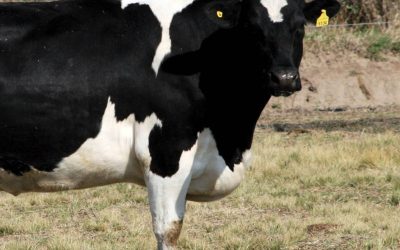 Macho Holando: El negocio del tambo que busca eficientizarse.