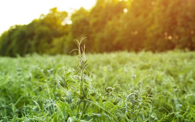 ¿Cuánto carbono puede secuestrar cada suelo y qué estrategias adoptar para lograrlo?