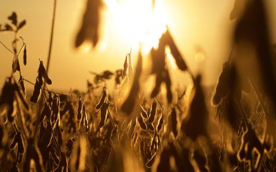 Año niña: No siempre es una mala noticia