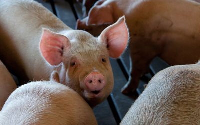 En el primer semestre Europa produjo menos carne de cerdo.