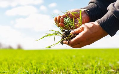 Cultivos de servicios: “la hora del secado”