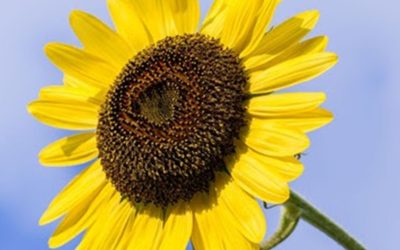 Aapresid ya tiene su Red de Girasol.