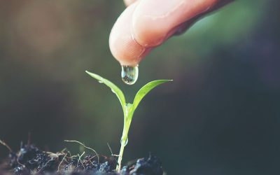 ‘Una Niña más’: estrategias en maíz y soja para dar batalla a una tercera campaña marcada por la seca.