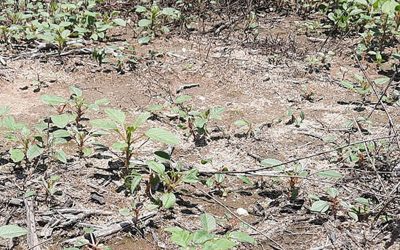 Herbicidas residuales en tiempos de sequía: ¿Aplicar o esperar?