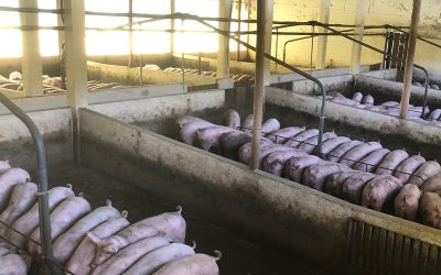 Por qué fomentar la producción de cerdos es estratégico para el país.