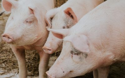 Asociativismo en porcinos.