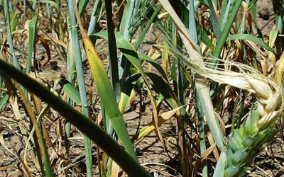 Se intensifican los síntomas de estrés hídrico en trigo y caen nuevamente las proyecciones de producción.