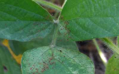 Trips y arañuelas: protagonistas de una gruesa marcada por la seca.