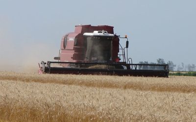 Alimentos: la inflación argentina, a contramano de la estabilidad de precios global.