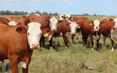 La ganadería argentina 2023 a la defensiva.