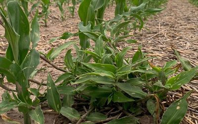 Commelina erecta: una Santa ‘no tan santa’