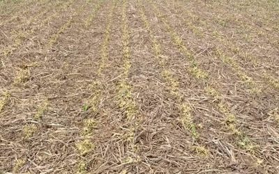 La campaña gruesa 2022/23 está en peores condiciones que en el 2008/09