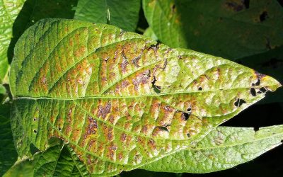 Soja: Manejo Integrado para la campaña más desafiante