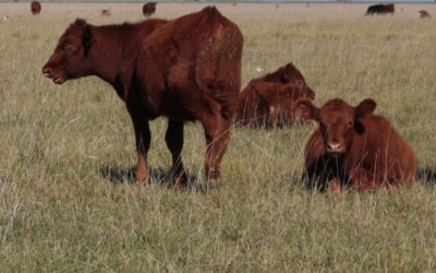 Por la seca, en 2023 la producción de terneros puede caer hasta en un millón de cabezas.