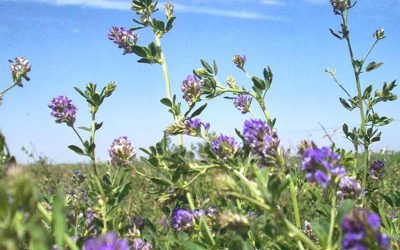 Señal de China: aprobó la importación de una alfalfa transgénica por primera vez en más de una década.