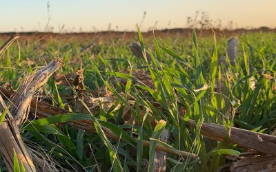 Calentando motores para los cultivos de servicios 2023