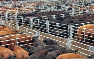 ¿Se reacomoda el precio de la carne? En enero, la hacienda aumentó un 5% en Cañuelas