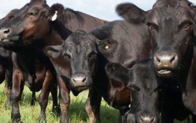 Cultivos de servicios y ganadería en el sudeste bonaerense