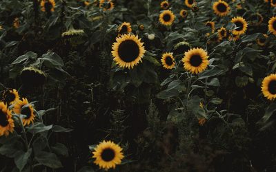 Girasol: terminó la siembra y arrancó la cosecha, con un mercado dominado por la incertidumbre.