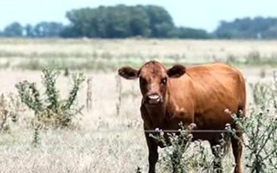 Impacto de la sequía en la Sanidad de los Rodeos