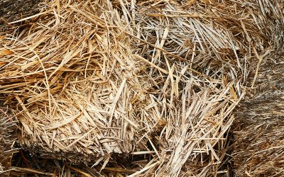 Trigo: Córdoba perdió 900 millones de dólares por la sequía