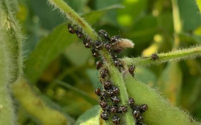 Cómo controlar los insectos en soja.