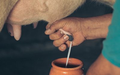 Qué debe hacer un productor para acceder a las compensaciones del programa Impulso Tambero