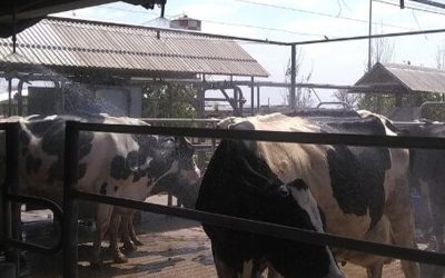 Mejor prevenir: se viene otra ola de calor y el INTA recomendó “ventilar y mojar” a las vacas lecheras.