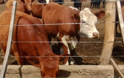 En 2023 los productores no pagan tasas por trámites agropecuarios.