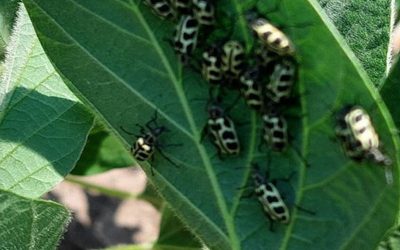 ¿Qué daños causa el “7 de oro” en soja?