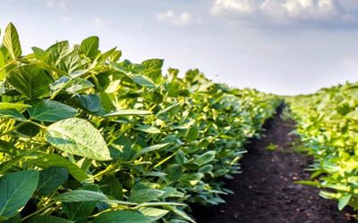 La Cadena de la Soja planteó modificar los derechos de exportación para encarar con capital la próxima siembra