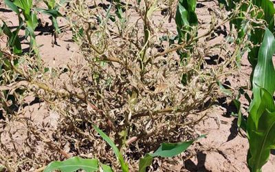 El podio de las malezas más problemáticas en Córdoba