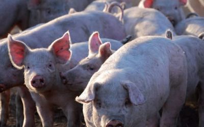 El turno de la carne de cerdo: destinarán $ 1.200 millones para compensar a productores