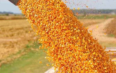 Escaneando la gruesa en pre-cosecha