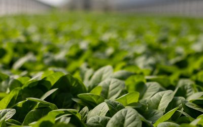 Los cultivos estivales transitan su período crítico y ya se estiman más de 660 mil hectáreas perdidas.