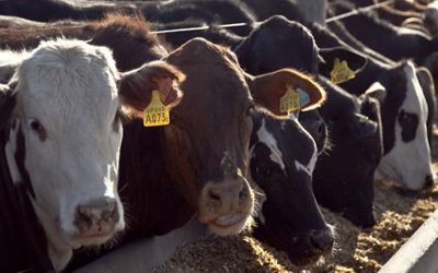 Subsidiarán el 40% del alimento para terminaciones en feedlot