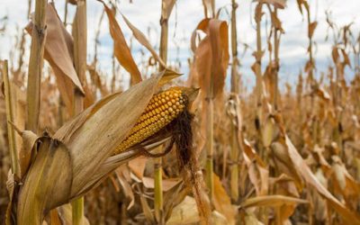 En maíz, se esperan los peores rindes de los últimos 15 años
