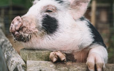 El sector porcino argentino crece gracias al consumo interno.