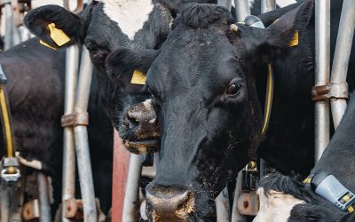 Recalculando: silaje de sojas que no serán granos