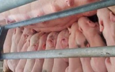 Carnes porcinas premium, desde la granja a su mesa.