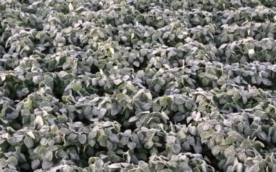 Córdoba amplía la emergencia agropecuaria, ahora también por la helada estival