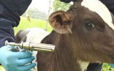 Inicio de la primera campaña anual de vacunación contra la fiebre aftosa y brucelosis