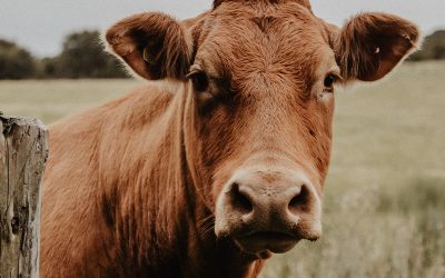 Limousin exhibirá en Expoagro su performance superior y sus cualidades como raza cruzante.