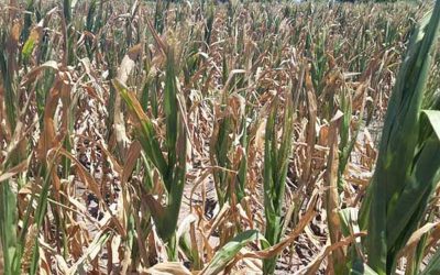 Soja y maíz argentinos en caída libre: 7,5 Mt menos de producción para cada uno