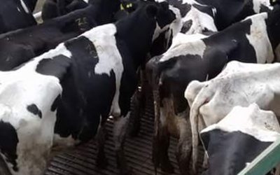 El productor de leche argentino pide ayuda a los demás integrantes de la cadena